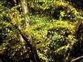 Betula alleghaniensis Image 1