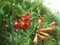 Bignonia radicans Image 1