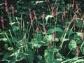 Bistorta amplexicaulis Atropurpurea Image 1