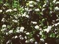 Browallia grandiflora Image 1