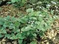 Brunnera macrophylla Langtrees Image 1