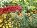 Buddleja davidii Cardinal Image 1