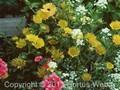 Buphthalmum maritimum Image 1