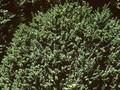 Buxus sempervirens Arborescens Image 1