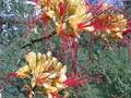 Caesalpinia gilliesii Image 1