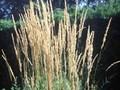 Calamagrostis acutiflora Image 1