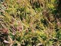 Calluna vulgaris Boskoop Image 1