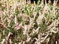 Calluna vulgaris County Wicklow Image 1