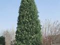 Calocedrus decurrens Image 1