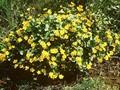 Caltha alpestris Image 1