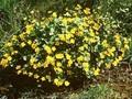 Caltha cornuta Image 1