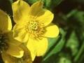 Caltha palustris Auenwald Image 1