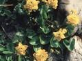 Caltha palustris Flore Pleno Image 1