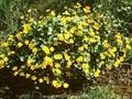 Caltha palustris var minor Image 1