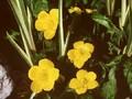 Caltha palustris Tyermannii Image 1