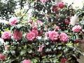 Camellia Elegans Image 1