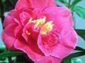 Camellia Guilio Nuccio Image 1