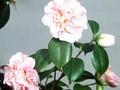 Camellia japonica Betty Sheffield Supreme Image 1