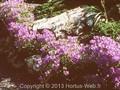 Campanula carpatica var turbinata Image 1