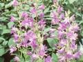 Campanula macrantha Image 1