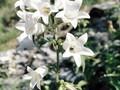 Campanula medium Alba Image 1