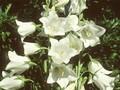 Campanula persicifolia Alba Image 1