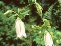 Campanula punctata Alba Image 1