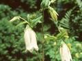 Campanula punctata albiflora Image 1