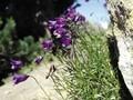 Campanula rotundifolia Image 1