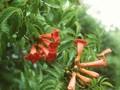 Campsis radicans Image 1