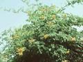 Campsis radicans Yellow Trumpet Image 1