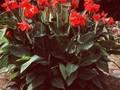 Canna indica Image 1