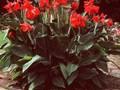 Canna lutea Image 1