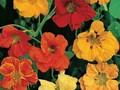 Tropaeolum majus Image 1