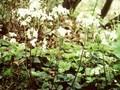 Cardamine trifolia Image 1