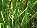 Carex acutiformis Image 1