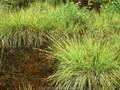 Carex canescens Image 1