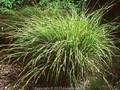 Carex elata Bowles Golden Image 1