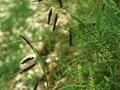 Carex glauca Image 1