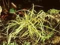 Carex morrowii Evergold Image 1