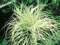 Carex morrowii Ingwersen Image 1