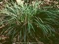 Carex morrowii Variegata Image 1