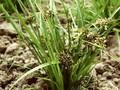 Carex nigra Image 1