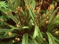 Carex plantaginea Image 1