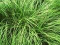 Carex praecox Image 1