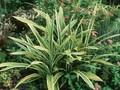 Carex siderosticha Variegata Image 1