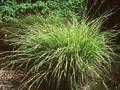 Carex stricta Bowles Golden Image 1