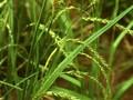 Carex sylvatica Image 1