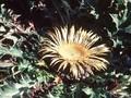 Carlina acanthifolia Image 1