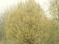 Carpinus betulus Columnaris Image 1